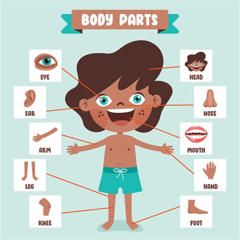 body parts cartoon image|human body image cartoon.